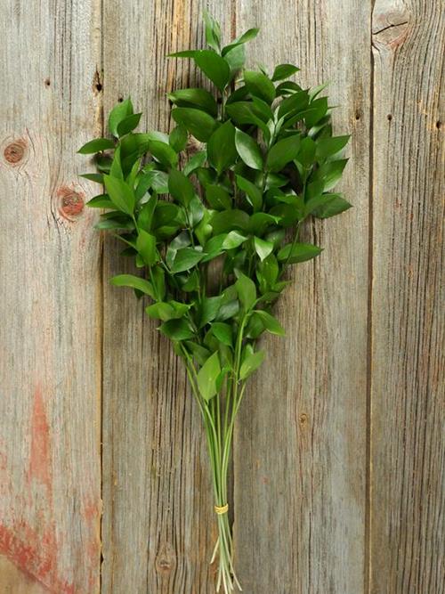 ISRAELI RUSCUS   GREENS